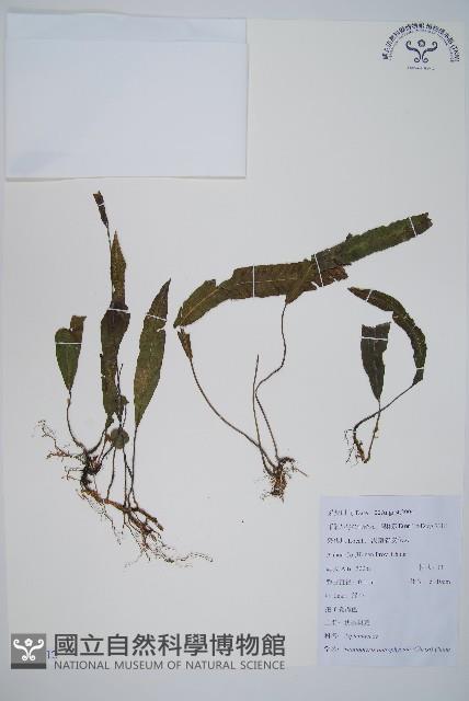 狹基巢蕨藏品圖，第1張