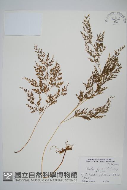 日本金粉蕨藏品圖，第1張