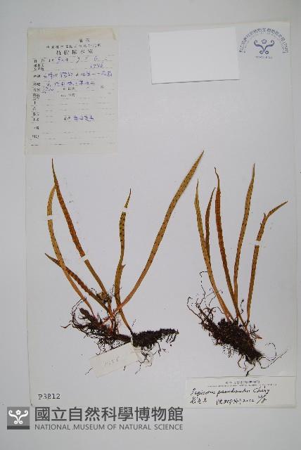 長瓦葦藏品圖，第1張