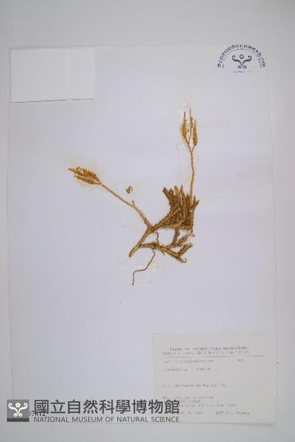 石松藏品圖，第1張