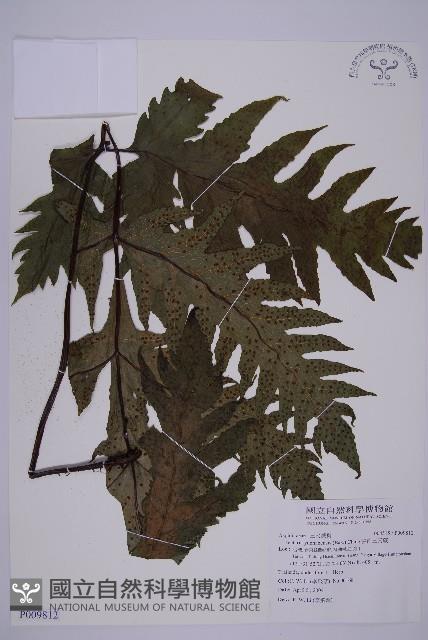 雲南三叉蕨藏品圖，第1張