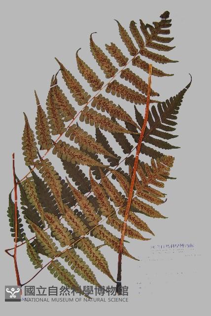 德氏雙蓋蕨藏品圖，第1張