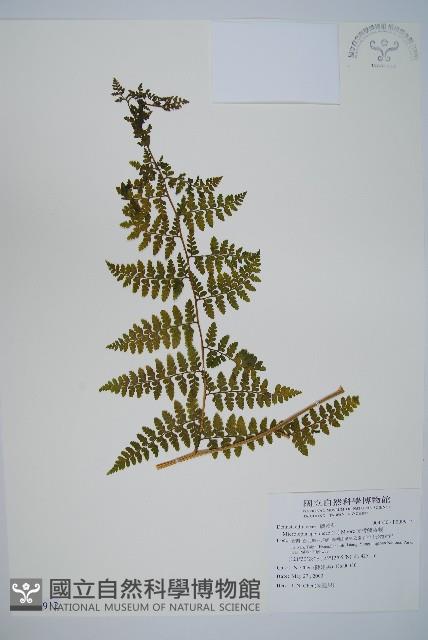 熱帶鱗蓋蕨藏品圖，第1張