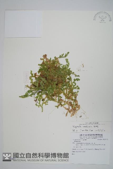 疏葉卷柏藏品圖，第1張