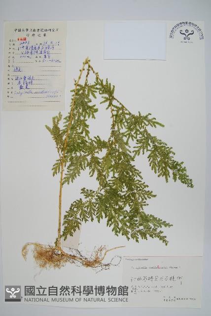 江南卷柏藏品圖，第1張