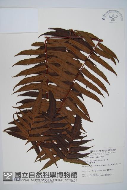 黑桫蕨藏品圖，第1張