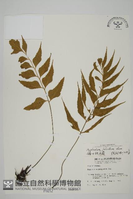 鐮葉鐵角蕨藏品圖，第1張