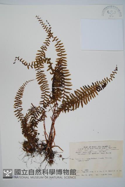 岩穴蕨藏品圖，第1張