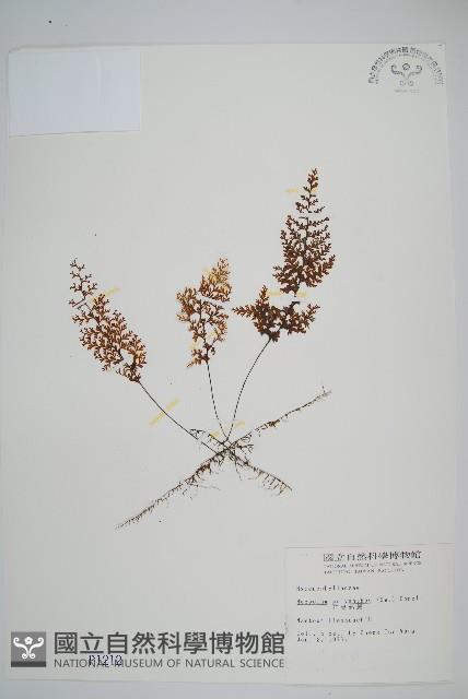 細葉蕗蕨藏品圖，第1張