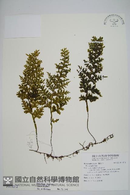 蕗蕨藏品圖，第1張