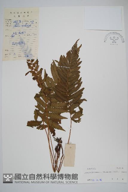 溪邊假毛蕨藏品圖，第1張