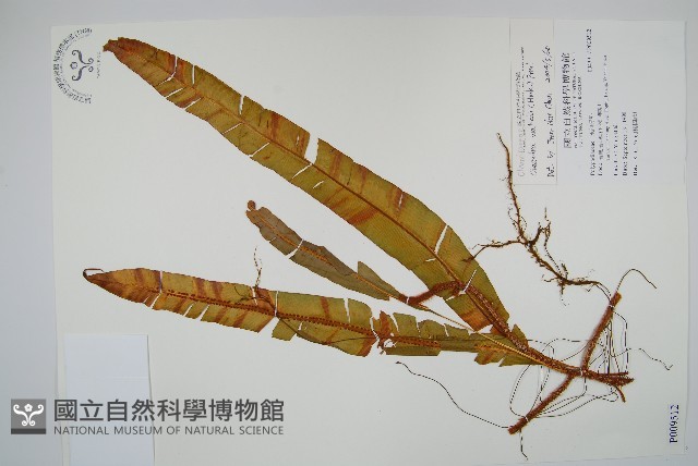 蓧蕨藏品圖，第1張