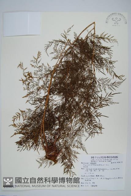 金粉蕨藏品圖，第1張