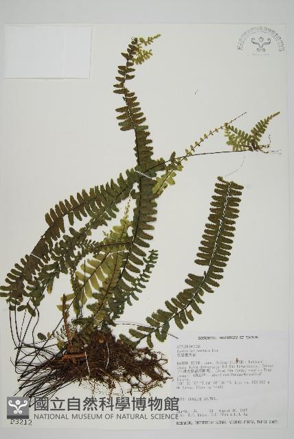 生芽鐵角蕨藏品圖，第1張