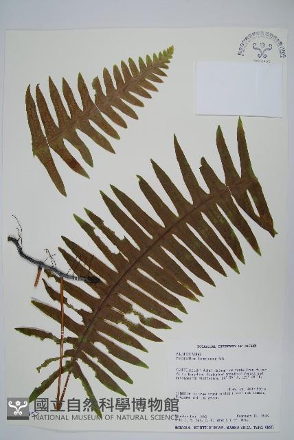 臺灣水龍骨藏品圖，第1張