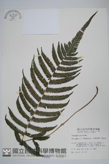 斜葉金星蕨藏品圖，第1張