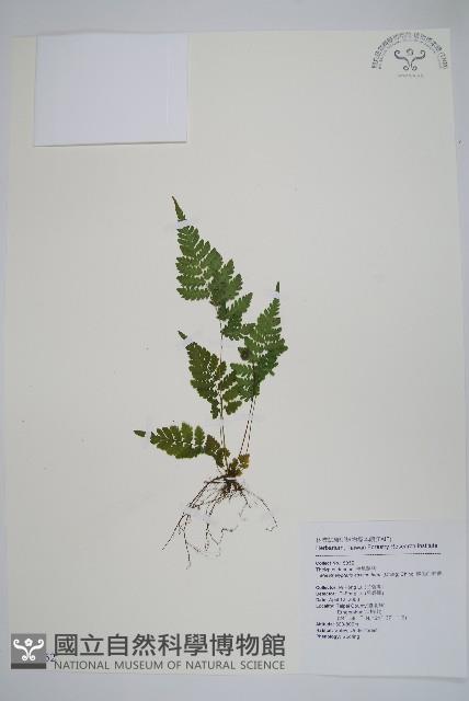 微毛凸軸蕨藏品圖，第1張