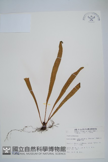劍葉鐵角蕨、箭葉鐵角蕨藏品圖，第1張