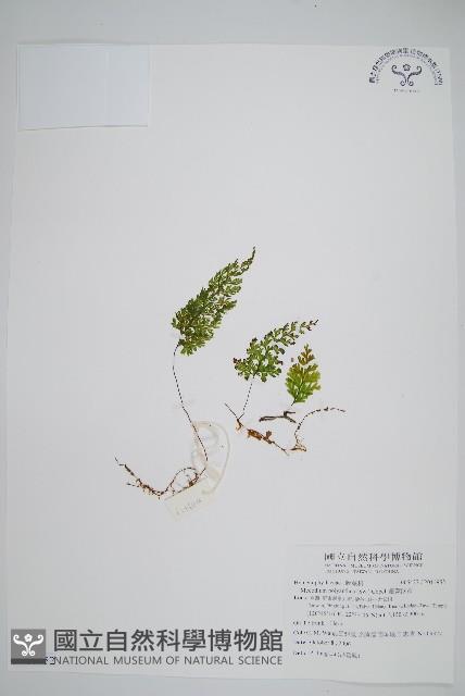 細葉蕗蕨藏品圖，第1張