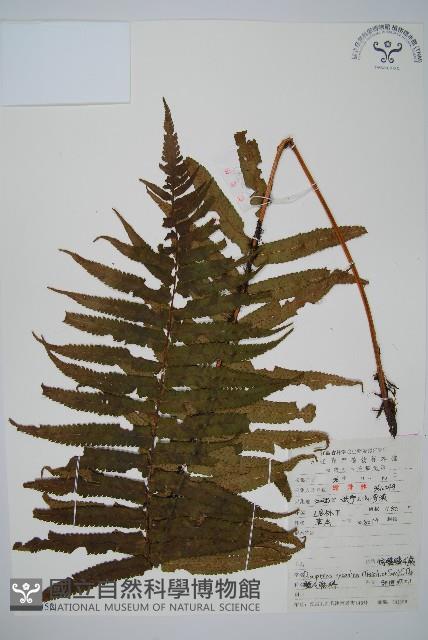 桫欏鱗毛蕨藏品圖，第1張