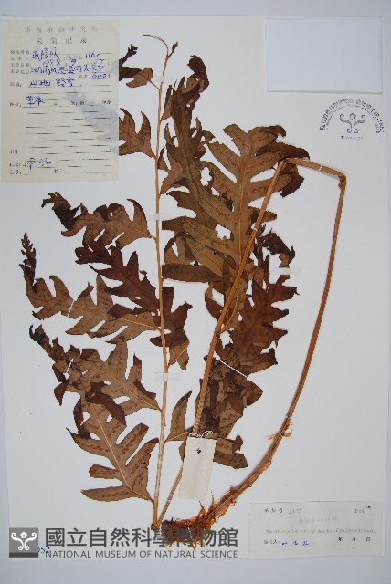 生芽狗脊蕨、頂芽狗脊蕨藏品圖，第1張