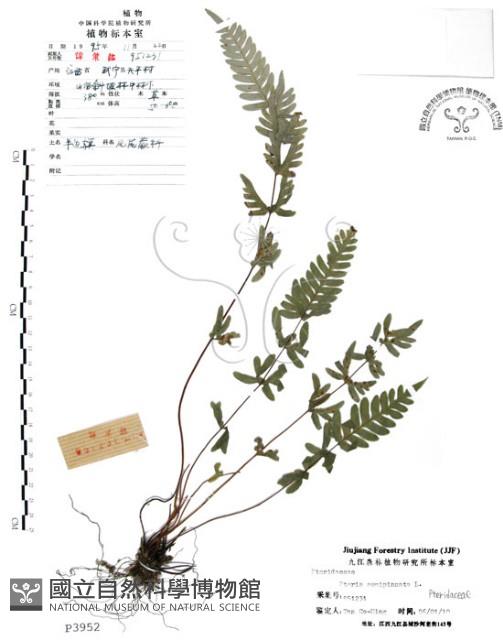 半邊羽裂鳳尾蕨藏品圖，第1張