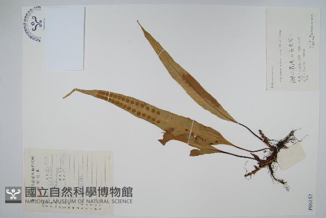 黃瓦葦藏品圖，第1張