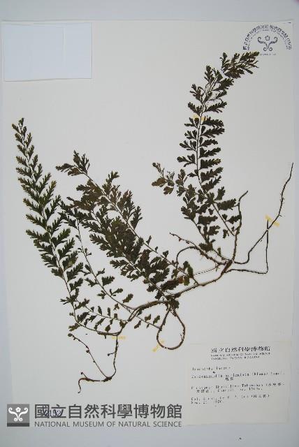 瓶蕨藏品圖，第1張