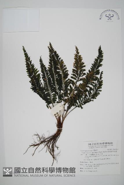 菲律賓厚葉蕨藏品圖，第1張