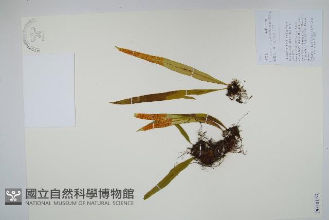 扭瓦葦藏品圖，第1張