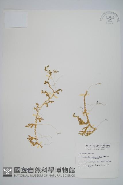 疏葉卷柏藏品圖，第1張