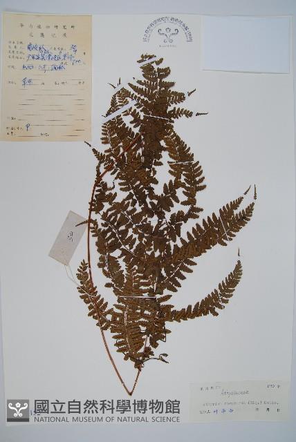 倉田氏蹄蓋蕨藏品圖，第1張