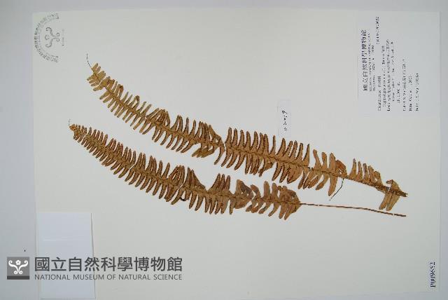 腎蕨藏品圖，第1張