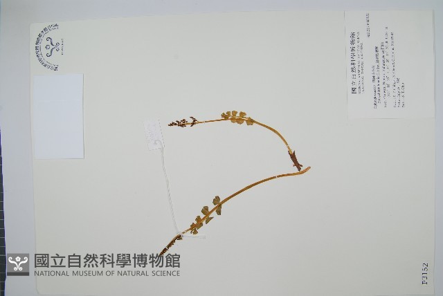扇羽陰地蕨藏品圖，第1張