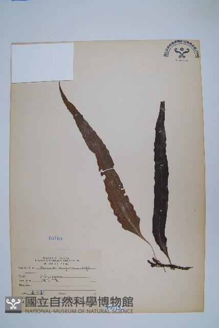 波氏星蕨藏品圖，第1張