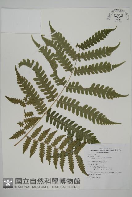黃腺羽蕨藏品圖，第1張