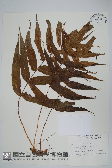 肢節蕨藏品圖，第1張