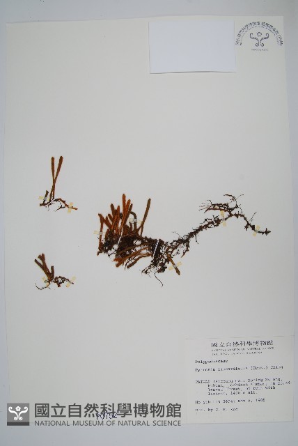 絨毛石葦藏品圖，第1張