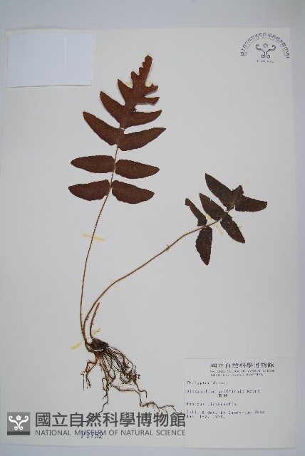 聖蕨藏品圖，第1張