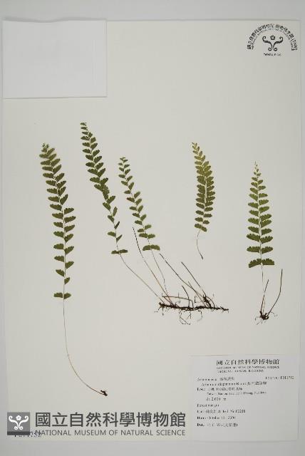 陵齒蕨、鱗始蕨藏品圖，第1張