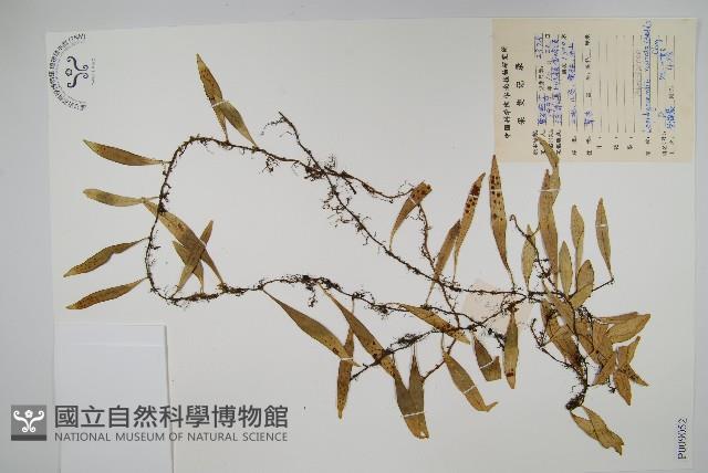 骨牌蕨藏品圖，第1張