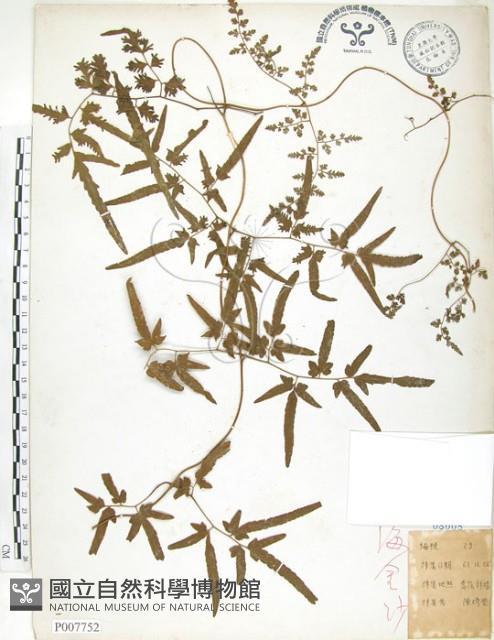 海金沙藏品圖，第1張