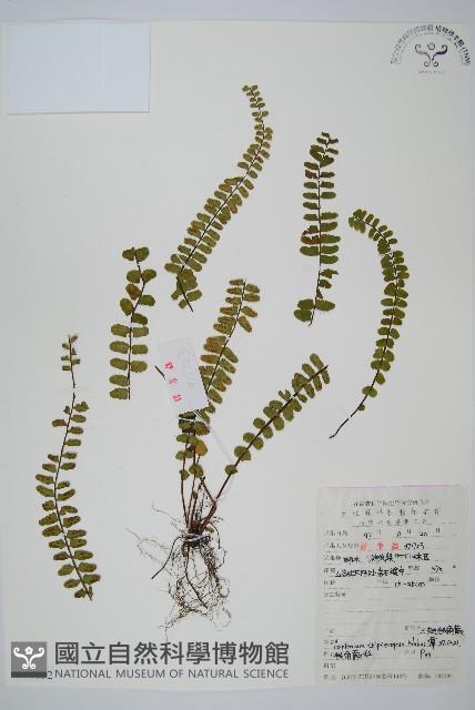 三翅鐵角蕨藏品圖，第1張