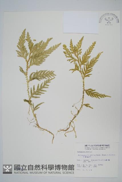 全緣卷柏藏品圖，第1張