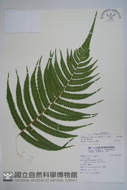 密毛毛蕨藏品圖，第1張