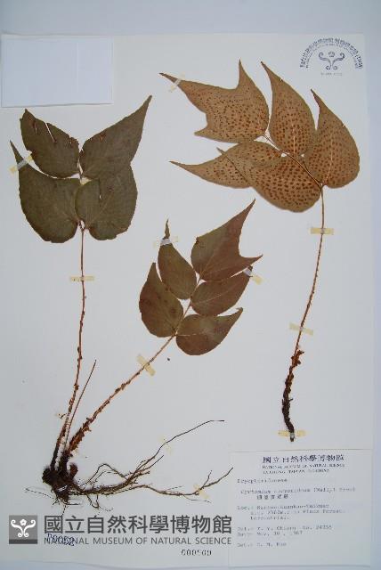 細齒貫眾蕨藏品圖，第1張