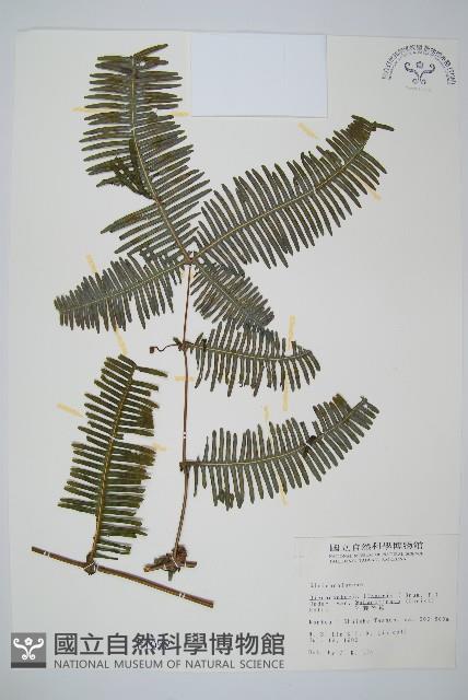 賽芒萁藏品圖，第1張