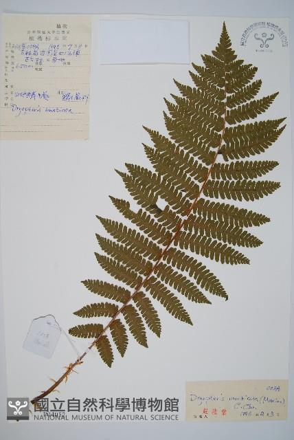 山地鱗毛蕨藏品圖，第1張