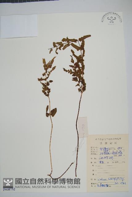 異葉鱗始蕨藏品圖，第1張