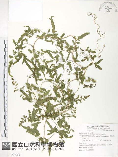 海金沙藏品圖，第1張